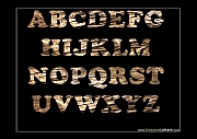Wall_Art_Alphabet_Photography_Art_ 151